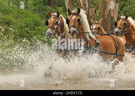 horseracing, carriage and four, traveling tournament, carriage and fours, harnessed team Stock Photo