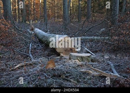 Trunk of a sawn tree in the forest in winter Stock Photo