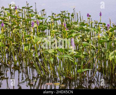 Blue pickerel, an aquatic pond plant in Phantom Lake, Crex Meadows State Wildlife Area in Grantsburg, WI USA. Stock Photo