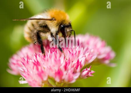 honey bee, pollination, honey bees, pollinations Stock Photo