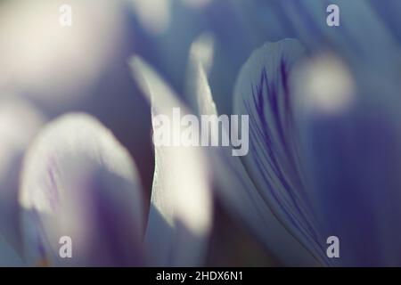 backgrounds, blossom, purple, background, blossoms, lila, violett Stock Photo