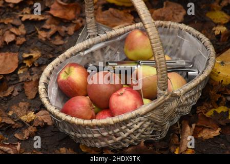 Apples in a basket Stock Photo