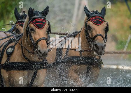 horseracing, draft horses, carriage and four, draft horse, carriage and fours, harnessed team Stock Photo