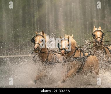 horseracing, carriage and four, traveling tournament, carriage and fours, harnessed team Stock Photo