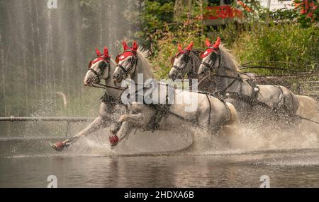 horseracing, draft horses, carriage and four, traveling tournament, draft horse, carriage and fours, harnessed team Stock Photo