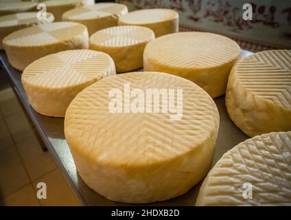 cheese, cheese factory, cheeses, cheese factories Stock Photo