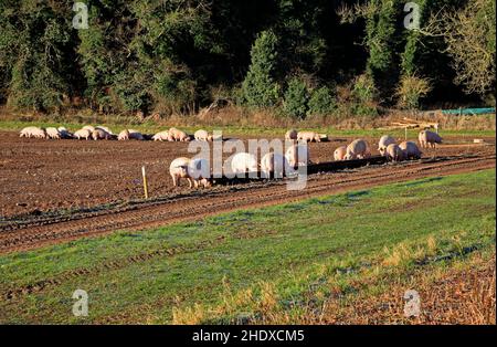 A corner of a pig farm in the Norfolk countryside with pigs and food troughs for food production at Morton on the Hill, Norfolk, England, UK. Stock Photo