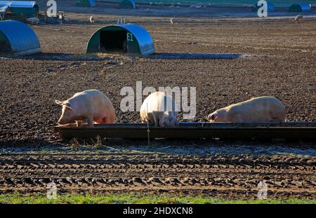 Three pigs at a trough on a pig farm in the Norfolk countryside at Morton on the Hill, Norfolk, England, United Kingdom. Stock Photo