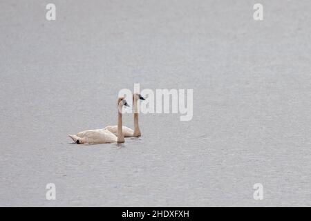Pair of graceful swans swimming together on Phantom Lake at Crex Meadows State Wildlife Area, Grantsburg, Wisconsin USA. Stock Photo