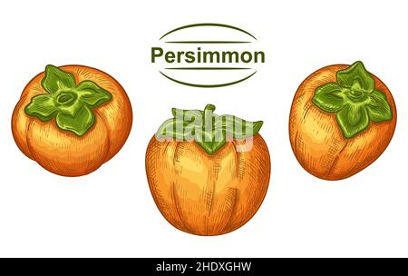 Ripe sharon persimmon asian yellow juicy fruit hand drawn set. Exotic autumn japanese kaki.sketch. Tropical sweet vitamin healthy dessert food. Vector Stock Vector