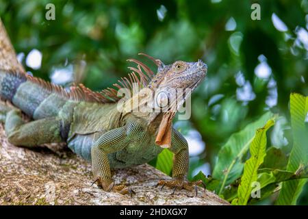 Green iguana (Iguana iguana) on tree in tropical rainforest, Tortuguero, Costa Rica wildlife Stock Photo