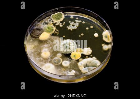 Mold growing on a agar petri dish Stock Photo