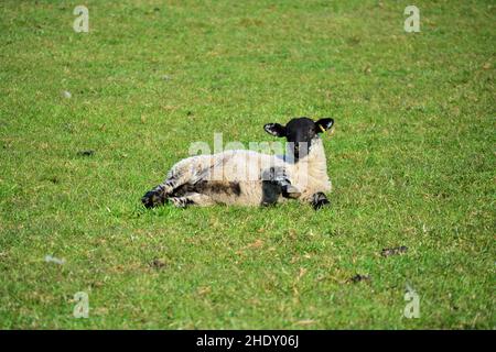 Cute lamb playing in the soft green grass. Stock Photo