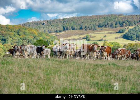 A herd of Longhorn cattle, Derbyshire, UK Stock Photo