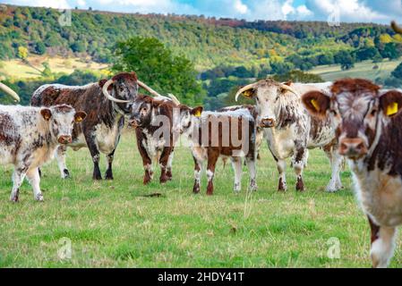 Longhorn cows and calves, Derbyshire, UK Stock Photo