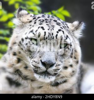 Adult snow leopard, panthera uncia, closeup of face. The piercing eyes are making eye contact. Stock Photo