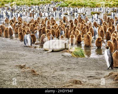 A lone Weddell seal (Leptonychotes weddellii) lying down among a colony of king penguins (Aptenodytes patagonicus), both juvenile and adults, in Gold Stock Photo