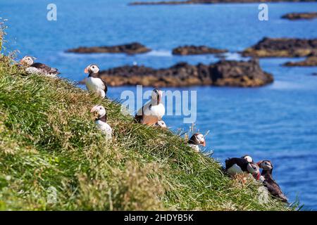 Puffins, Fratercula arctica, in a breeding colony in the East Fjords region of Iceland Stock Photo