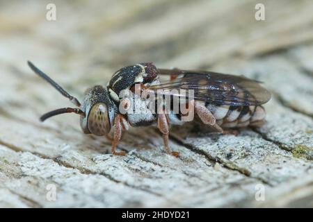 Close up of a colorful parasite bee , Epeolus species on dead wood ...