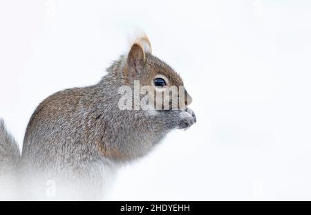 Beautiful fat Grey squirrel eating some seeds in the snow near the Ottawa river in Canada Stock Photo