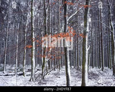 Winterwonderland in the Belgium Ardennes close to Manhay. Stock Photo