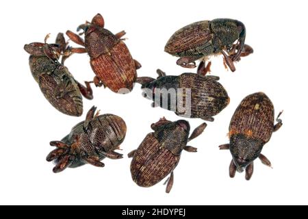 The kola weevil - Balanogastris kolae. Insects on a white background. They feed on nuts that make a popular drink - Coca-Cola. Stock Photo