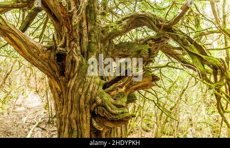 Trunk with lichens of an ancient yew tree in the forest of El Tejedelo, Teixedelo. Taxus baccata, in Requejo de Sanabria in spring, Zamora, Spain. Stock Photo