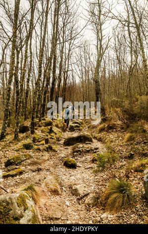 Hikers on a path of stones and rocks in an oak grove between brooms and bushes through the valley of the Castro river in El Tejedelo in Zamora. Stock Photo