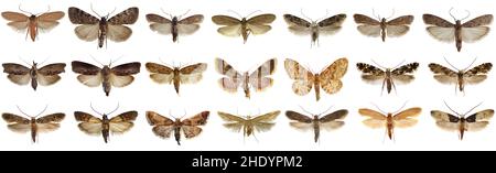 The world most popular moths the stores and home pests isolated in high resolution. Names in EXIF properties Stock Photo