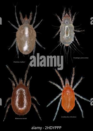 Set of common species of mites on black background Stock Photo