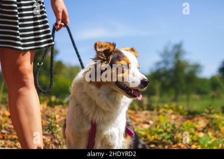 Girl on walk with her dog, Border collie. Cute pet with owner in nature Stock Photo