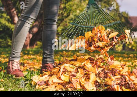 Raking fallen leaves in garden at autumn. Woman with rake cleaning the leaves from lawn at backyard. Stock Photo