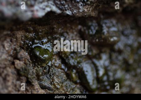 Closeup shot of tree trunk Stock Photo