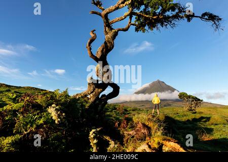 Boy staning under  Erica azorica tree  with Ponta da Pico in the background, Lagoa do Capitão, Pico Island, Azores, Portugal Stock Photo