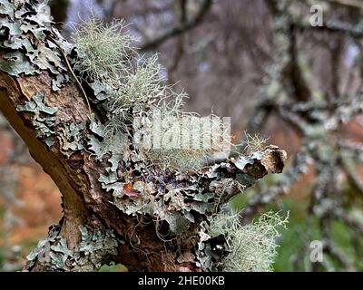 Foliose and fruticose Lichen growing on trees in the Caledonian Forest, an the ancient (old-growth) temperate rainforest in the Cairngorms in the High