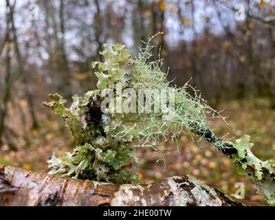 Foliose and fruticose Lichen growing on trees in the Caledonian Forest, an the ancient (old growth) temperate rainforest in the Cairngorms in the High