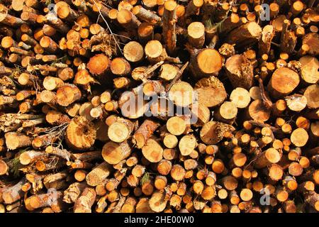 Closeup of a pile of freshly cut pine wood Stock Photo