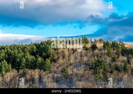 Snow covered hill with pine and maple trees with crystal blue sky and white clouds. Stock Photo