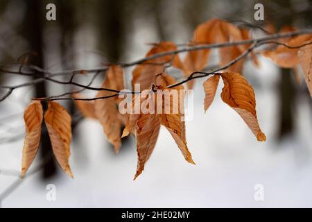 Dried leaves on a limb of tree in snow covered forrest. Stock Photo