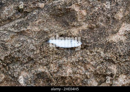 Mugil cephalus fry, mulberry fry on a stone, Sharm El Sheikh, Egypt Stock Photo