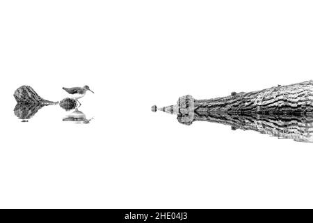 Grayscale shot of a bird on a tree trunk with reflection on the water on a white background Stock Photo