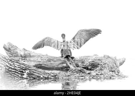 A grayscale shot of a bird with open wings on a tree trunk trying to fly on a white background Stock Photo