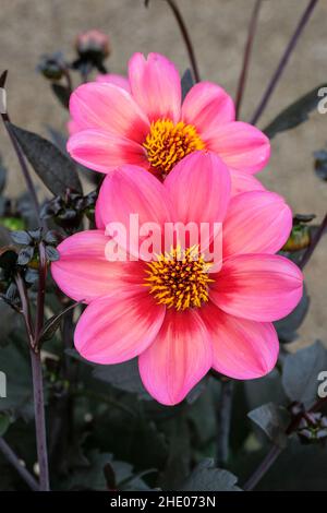 Dahlia 'Dahlegria Tricolore' (Dahlegria Series), Dahlia 'Dahlgr85