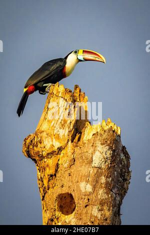 Scenic portrait of White-throated Toucan at sunset outdoors Stock Photo