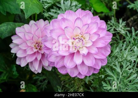 Dahlia 'Blue Wish'  Waterlily type dahlia. Pale lilac bloom Stock Photo