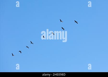 Common Cranes (Grus grus) in flight, near Garstedt, Lower Saxony, Germany