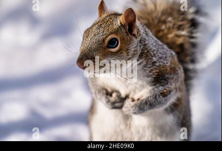 Squirrel in the snow, looking for bird seed. Stock Photo