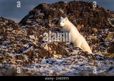 Arctic fox climbs rocky tundra on shoreline Stock Photo