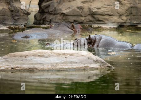 Head of a hippo swimming in a zoo (Vienna, Austria) Stock Photo