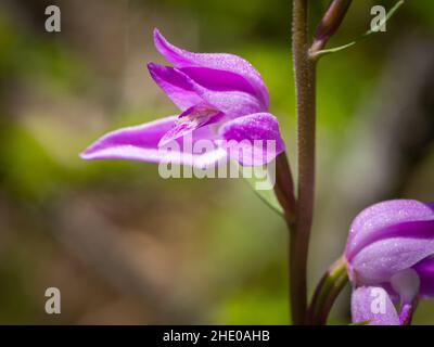 Closeup of a flowering red helleborine orchid (Cephalanthera rubra), sunny day in summer in the Austrian Alps Stock Photo